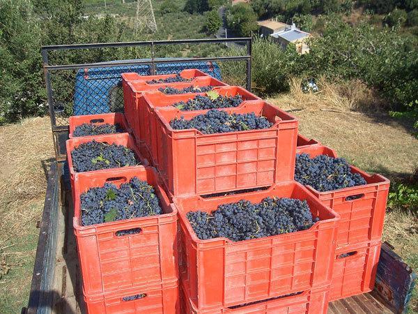 Agriturismo Parra Santa Lucia del Mela Dış mekan fotoğraf